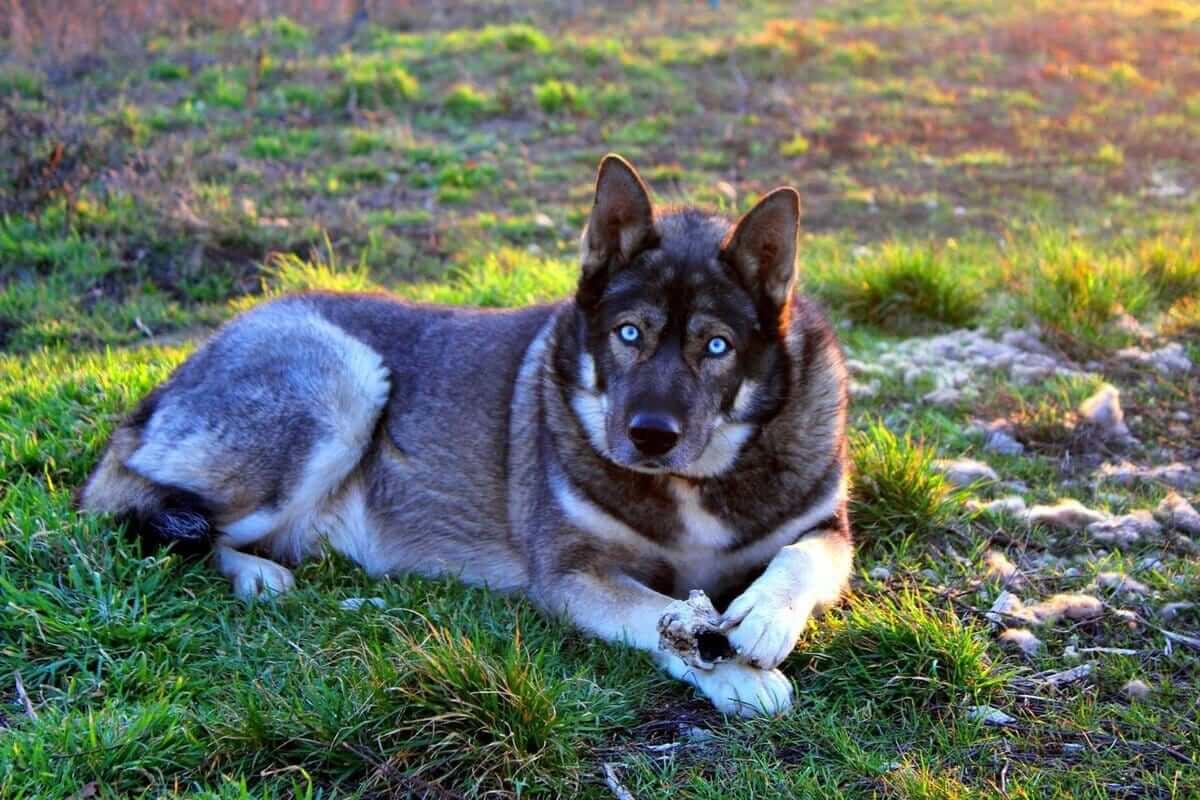 In North America, You Can Find Hybrid Animals (crossbreeds With Dogs)