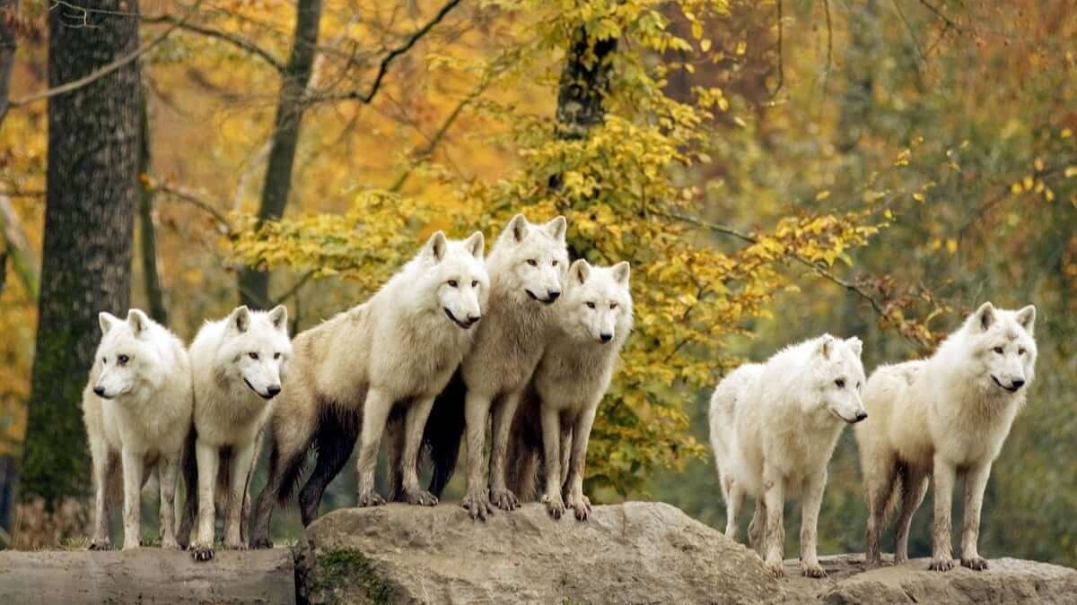 Ireland In The 17th Century Was Known As The Wolf Land