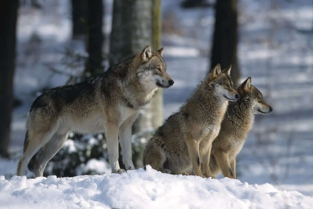 The Wolf Pack Lives By Its Own Rules