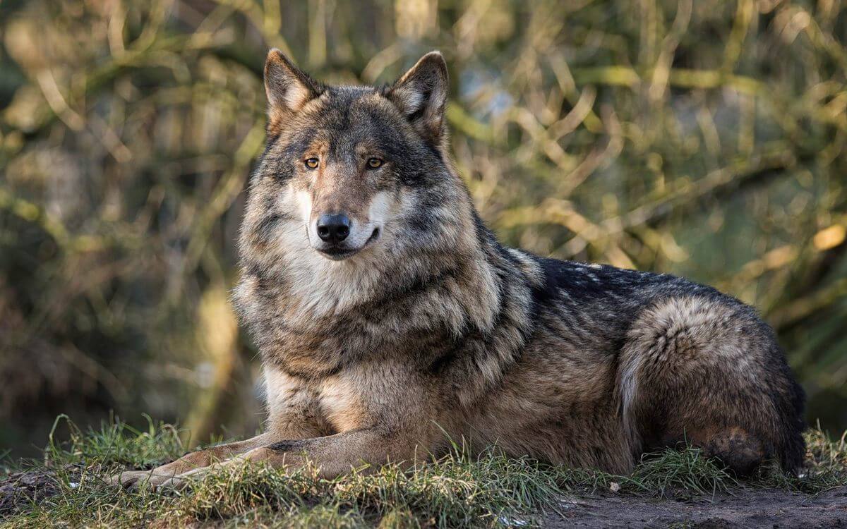 The Wolf's Brain Is 30% Larger Than That Of A Dog